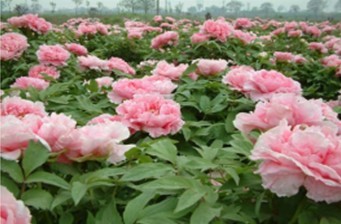 1435133588450377.jpg 7.jpg